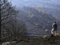 Un hombre observa uno de los pinares arrasados por el incendio de Burgohondo (Ávila) en el Parque Natural del Valle de Iruelas