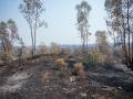 Zona afectada por el incendio de Niebla (Huelva)