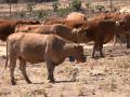 Vacas con collares de vallado virtual.

REMITIDA / HANDOUT por DIPUTACIÓN DE GUADALAJARA
Fotografía remitida a medios de comunicación exclusivamente para ilustrar la noticia a la que hace referencia la imagen, y citando la procedencia de la imagen en la firma
25/8/2026