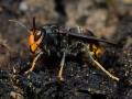 La avispa asiática (vespa velutina)