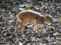 Imagen de la cría de duiker rojo nacida en BIOPARC Valencia