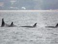 Las orcas dejan sin timón a un velero en Galicia