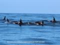 Una manada de orcas avistada este domingo por la Coordinadora para o Estudo dos Mamíferos Marinos (Cemma) en la Ría de Vigo, a 30 de agosto de 2026.

REMITIDA / HANDOUT por CEMMA
Fotografía remitida a medios de comunicación exclusivamente para ilustrar la noticia a la que hace referencia la imagen, y citando la procedencia de la imagen en la firma
30/8/2026