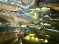 Peces