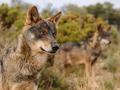 Ejemplar de lobo ibérico