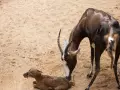 Imagen de la madre y su cría tomada en Bioparc Valencia