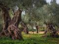 Los olivos de Mallorca, seña de identidad milenaria