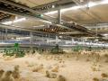 Imagen de una granja de pollos