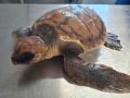 Imagen de una de las tortugas