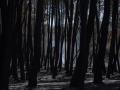 Bosque con rescoldos en Casavieja,Ávila