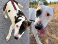 Princesa y Marchena, las dos perras abandonadas en Ibiza.