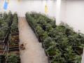 Imagen de una plantación de marihuana desmantelada en la localidad valenciana de Oliva