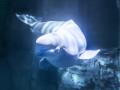 Imagen de la beluga muerta