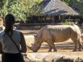 Imagen de la rinoceronte Ami en BIOPARC Valencia.