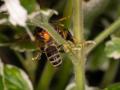 Avispa velutina