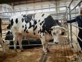 Buey que alcanza precio récord en la Central Agropecuaria de Galicia

REMITIDA / HANDOUT por PICASA
Fotografía remitida a medios de comunicación exclusivamente para ilustrar la noticia a la que hace referencia la imagen, y citando la procedencia de la imagen en la firma
29/9/2026