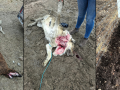 Animales muertos tras el ataque de un lobo en Salamanca