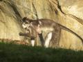 Imagen de Mangabey con su cría recién nacida