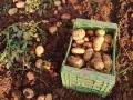 Recogida de patatas, en una imagen de recurso