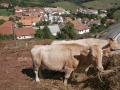 Vacas en primer plano comiendo paja.