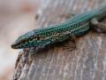 Este pequeño reptil es uno de los símbolos de las Pitiusas