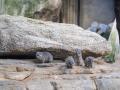 Imagen de las crías nacidas en Bioparc Valencia