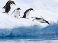 Pingüinos papúa