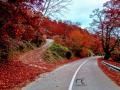 Carretera por el castañar de El Real de San Vicente