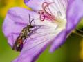 Imagen de la especie de abeja ‘Lasioglossum nigripes’