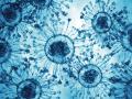 Virus