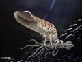 Ilustración del calamar Wyoteuthis linsterorum