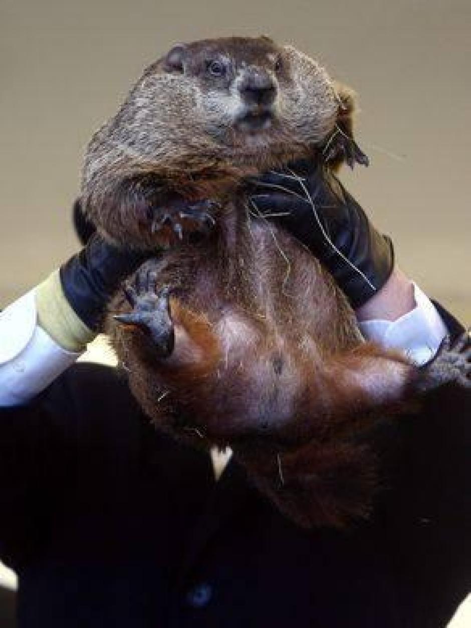La marmota Milltown Mel de Nueva Jersey el día de la marmota del año pasado