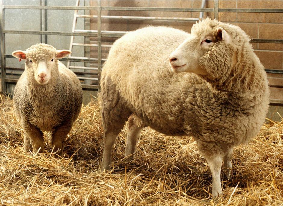 La oveja Dolly, a la derecha, y Polly el primer cordero transgénico, en el Instituto Roslin en 1997
