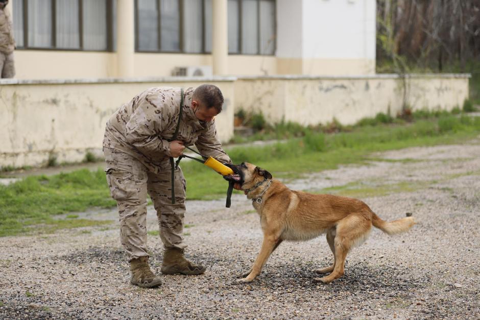 Uno de los perros se preparan en el Centro Militar Canino de la Defensa