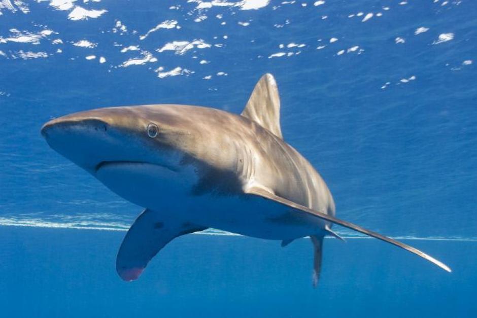 Tiburón