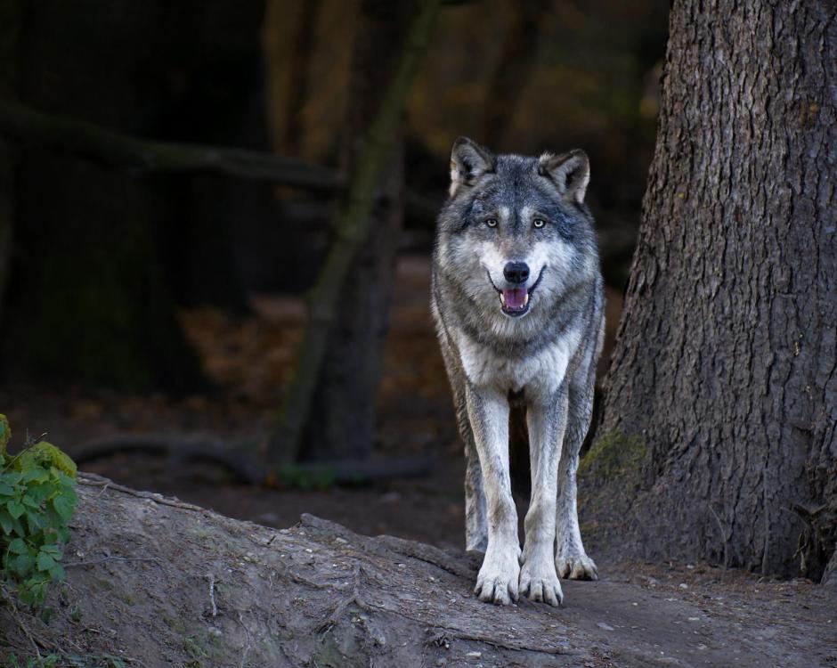 Lobo
