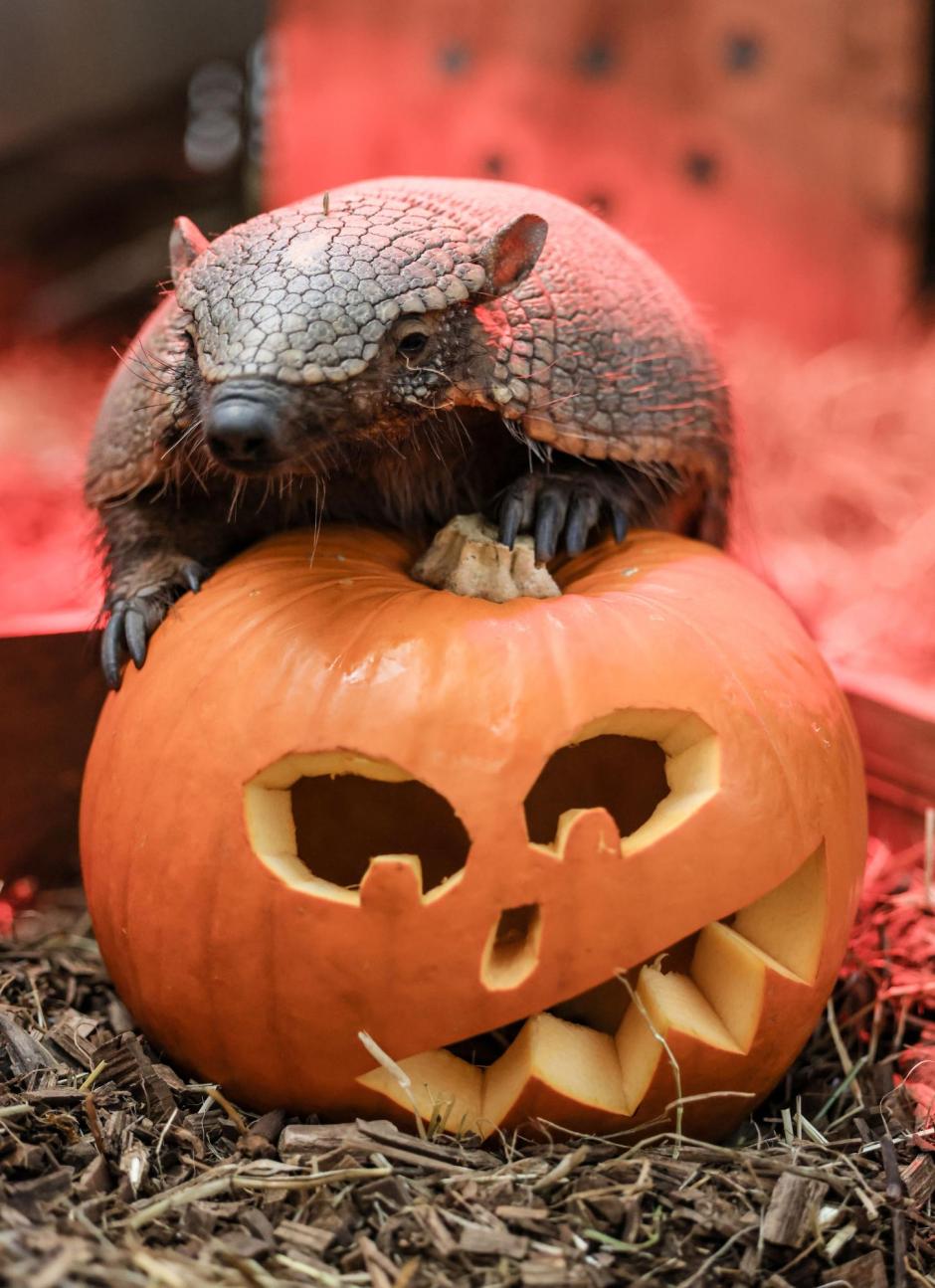 Un armadillo sobre una calabaza decorada con temática de Hallowen. ¿Será este también el famoso armadillo navideño de Friends?