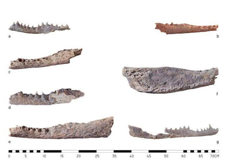 Fragmentos de la mandíbula de uno de los cocodrilos descubiertos en una de las tumbas de la necrópolis de el-Asasif