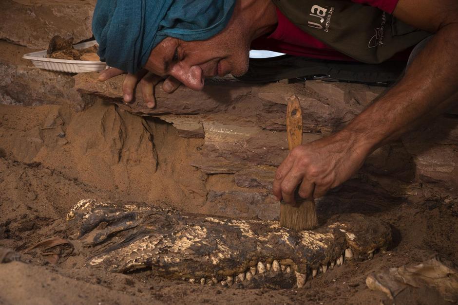 Los arqueólogos excavan uno de los cocodrilos momificados