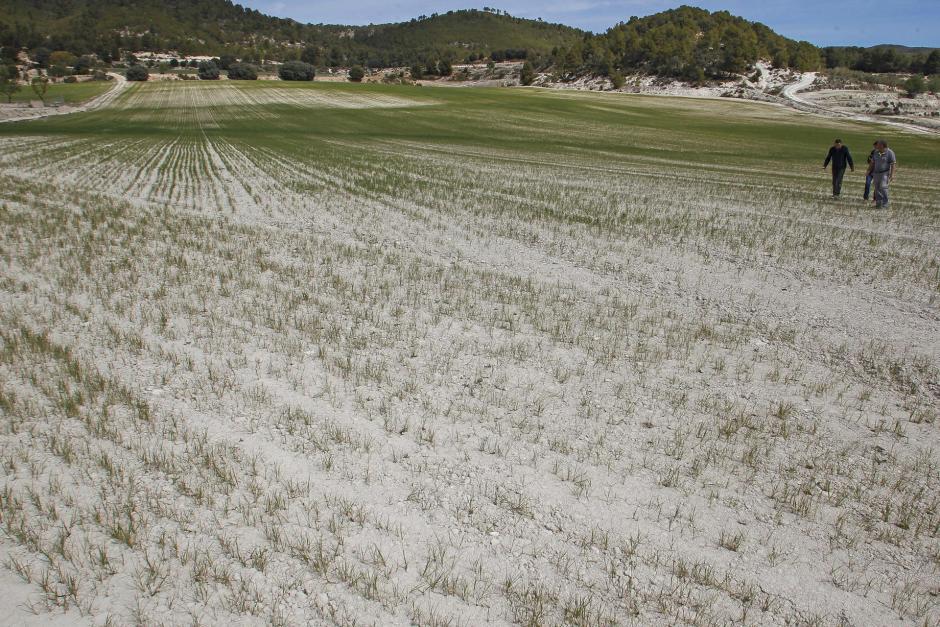Agricultores de Alicante recorren un campo casi yermo