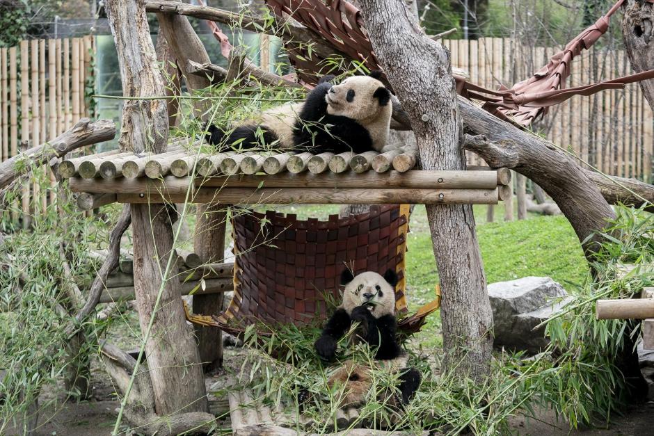 Dos pandas durante un acto institucional sobre el programa de conservación del panda gigante, en el Zoo Aquarium de Madrid, a 22 de febrero de 2024, en Madrid (España). El ministro de Asuntos Exteriores chino anunció el pasado 19 de febrero el regreso de la pareja de pandas del Zoo, Hua Zui Ba y Bing Xing, a su país. Los ejemplares, que llegaron cedidos a España en 2007 y cumplen 21 y 23 años respectivamente, volverán a la reserva natural de Sichuan para jubilarse. Sin embargo, el ministro se comprometió al envío de dos pandas más jóvenes a España cuando sea posible.
22 FEBRERO 2024;ZOO;PANDA;ANIMALES;FAUNA;ZOOLÓGICO;
A. Pérez Meca / Europa Press
22/2/2024