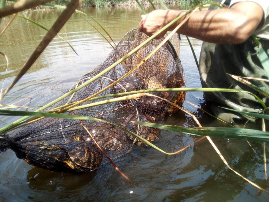 Trampeo de galápagos exóticos en la Comunidad Valenciana