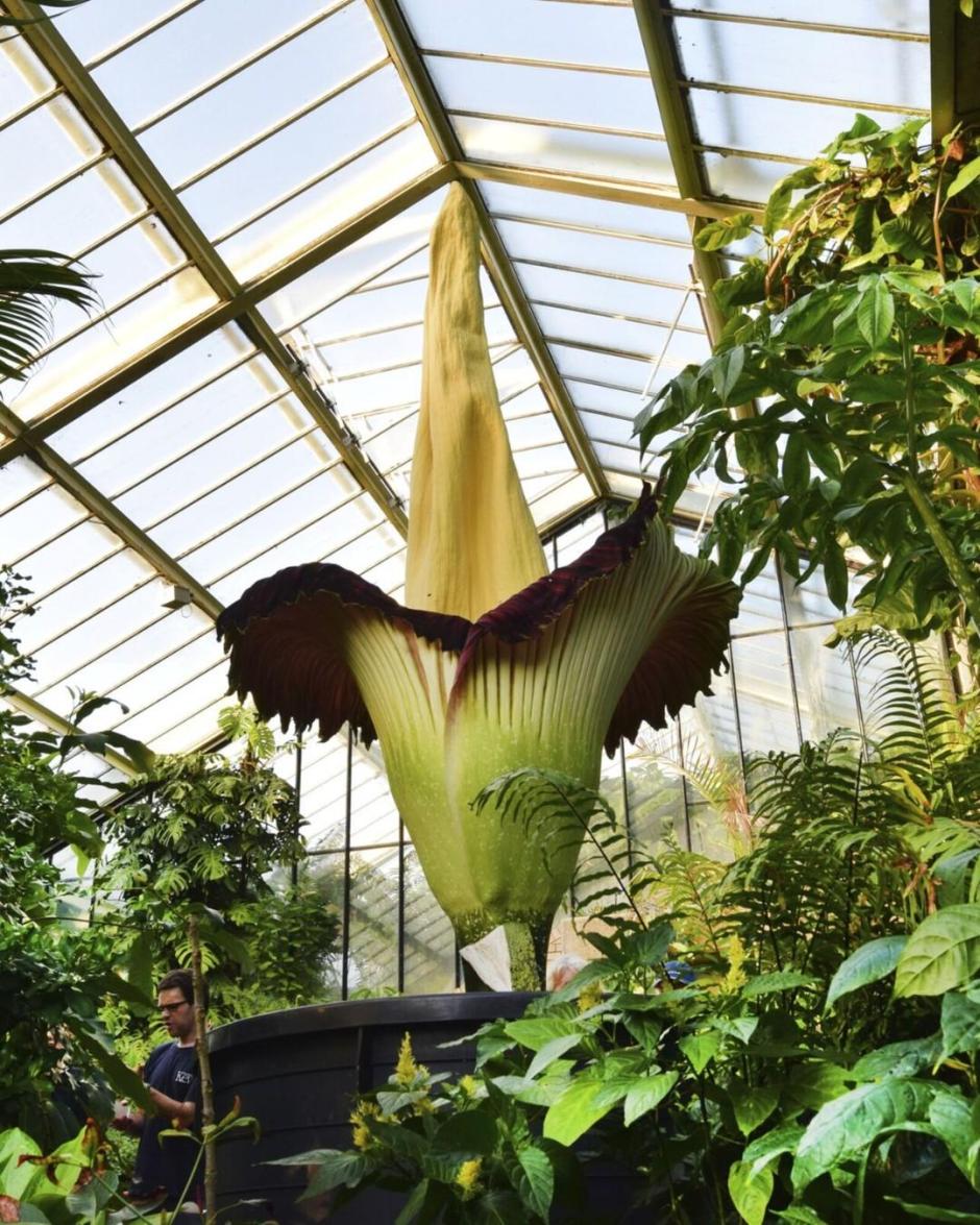Ejemplar de Amorphophallus titanum en el Real Jardín Botánico de Kew (Reino Unido)