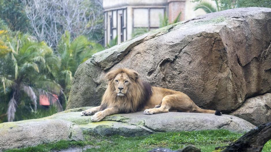 El león Lubango en el BIOPARC, Valencia
