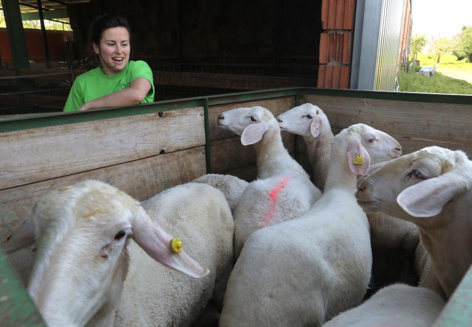 Nerea del Río con sus ovejas