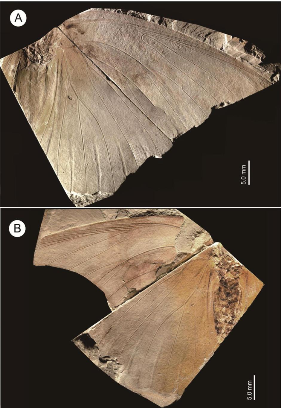 Investigadores japoneses han descubierto una nueva especie de mariposa a partir del estudio del fósil más grande del mundo de este insecto, que se encontró hace 37 años en la prefectura de Hyogo, al oeste de Japón, y se conserva en un museo local de la región. EFE/Paleontological Research / SOLO USO EDITORIAL/SOLO DISPONIBLE PARA ILUSTRAR LA NOTICIA QUE ACOMPAÑA (CRÉDITO OBLIGATORIO)