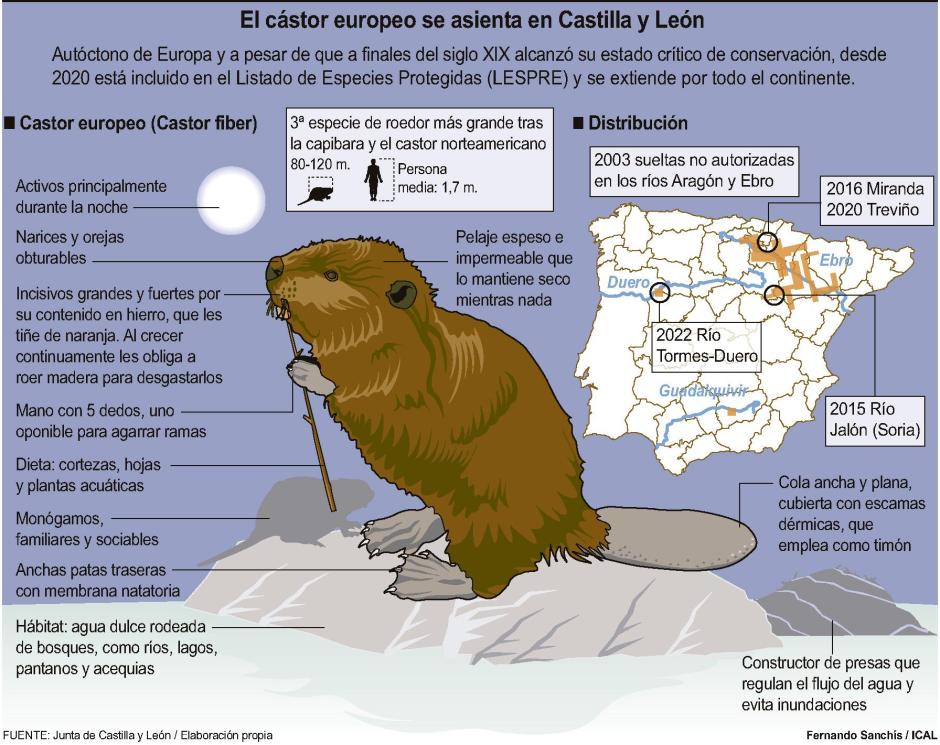 El castor europeo, que se asienta en Castilla y León