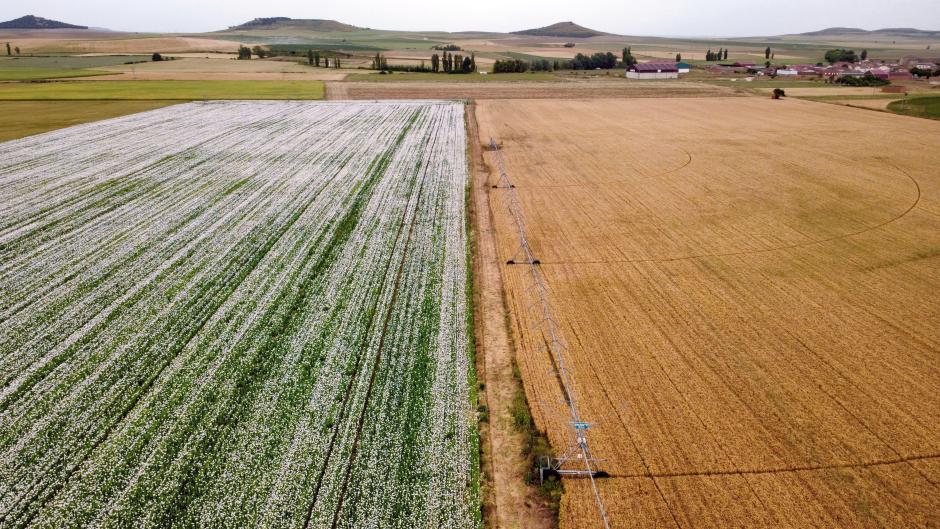 A la izquierda, una plantación de adormidera en Castilla y León