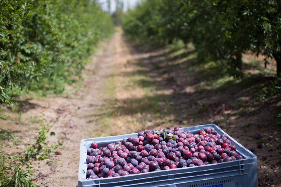 Ciruelas en un campo de Extremadura