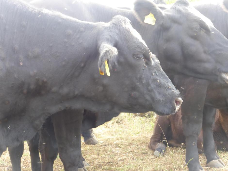 Nódulos en cabeza y cuello de una vaca